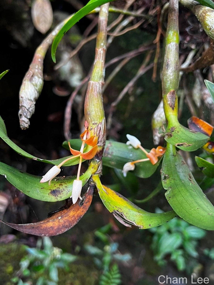 Cylindrolobus lindleyi (Thwaites) Ormerod & C.S.Kumar